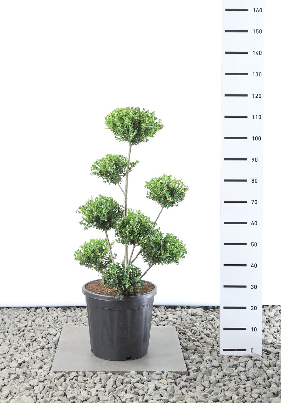 Ilex crenata 'Green Hedge' - 70-80 CM Multiplateau EXTRA in Cont.